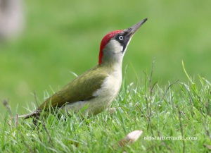 9857_5766 Green woodpecker zöld küllő picus viridis.jpg