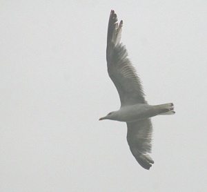 Herring gull Larus argentatus