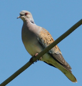 9854_8609Turtle dove streptopelia turtur Vadgerle