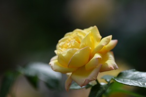 Zoom in Canon 135 f2 wide open