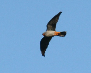 Red footed falcon male.jpg