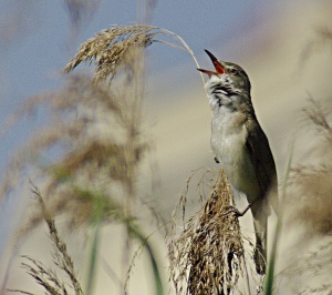 Great Reed warbler Nádirigó acrocephalus arundinaceus