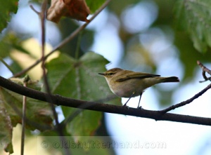 Willow warbler Fitiszfüzike Poecile montanus