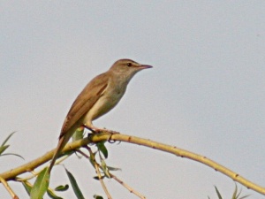 Great reed warbler Nádirigó Acrocephalus arundinaceus