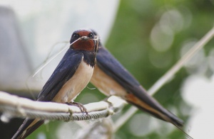 Zoom in Barn swallow Füstifecske hirundo rustica