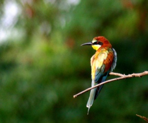 Zoom in Bee eater Gyurgyalag merops apiaster