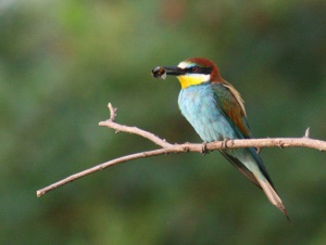 Zoom in Bee eater Gyurgyalag Merops apiaster