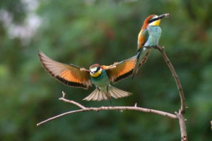 Zoom in Bee eater Gyurgyalag Merops apiaster