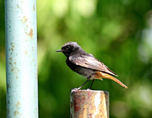 Black redstart Házi rozsdafarkú Phoenicuros ochruros