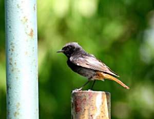 Zoom in Black redstart Házi rozsdafarkú Phoenicuros ochruros