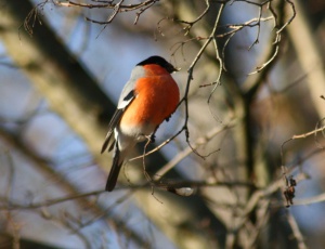 Zoom in Bullfinch Süvöltő Pyrrhula pyrrhula