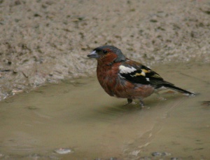 Zoom in Chaffinch Erdei pinty fringilla coelebs
