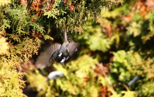 Coal tit Fenyvescinege Peripatus ater