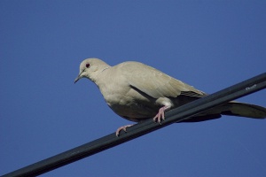 Zoom in Collared dove Balkáni gerle Streptopelia decaocto