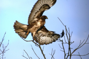 Zoom in Common buzzard Egerészölyv Buteo buteo