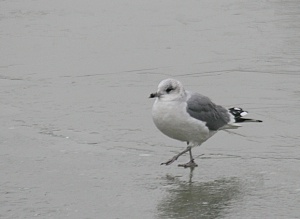 Zoom in Common gull Viharsirály Larus canus