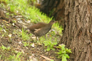 Zoom in Common moorhen Vizityúk Gallinula chloropus
