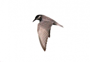 Zoom in Common tern Küszvágó csér Sterna hirundo