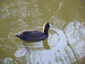 Zoom in Coot Szárcsa Fulica atra