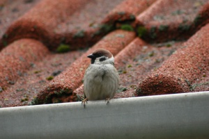 Zoom in Eurasian Tree sparrow Mezei veréb Passer Montanus