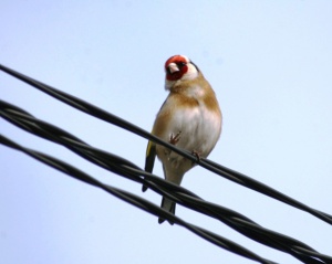 Zoom in Goldfinch Tengelic Carduelis carduelis