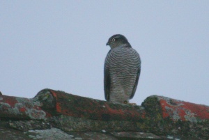 Zoom in Goshawk Héja Accipiter gentilis