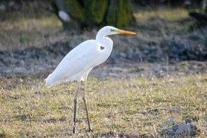Zoom in Great Egret Nagy Kócsag Aredea alba