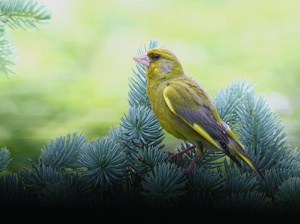 Zoom in Green finch Zöldike carduelis chloris