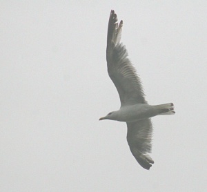 Zoom in Herring gull Larus argentatus