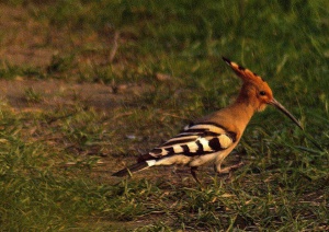 Zoom in Hoopoe Búbosbanka upupa epops