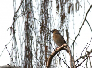 Zoom in Howfinch Meggyvágó Coccothraustes coccothraustes