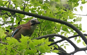 Zoom in Jay Szajkó Garrulus glandiarus