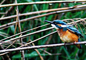 Zoom in Kingfisher Jégmadár alcedo atthis