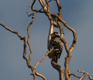 Zoom in Lesser spotted woodpecker Kis fakopáncs dryobates minor