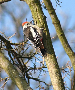 Middle spotted woodpecker Közép fakopáncs Dendrocopos medius