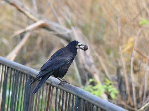 Rook Vetési varjú corvus frugileus