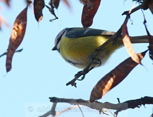 Zoom in Blue tit kékcinege