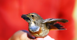 Zoom in Bluethroat Kékbegy luscinia svecica