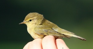 Common chiff chaff Csilp csalp füzike Phylloscopus collybita