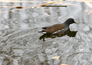 Zoom in Common moorhen Vizityúk