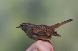 Zoom in Dunnock Szürkebegy prunella modularis