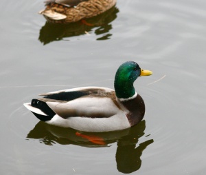 Zoom in img_7063_1.jpg