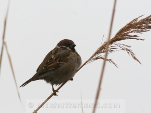 Tree sparrow Mezei veréb Passer Montanus