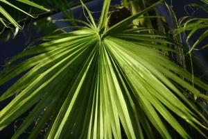 Zoom in img_5325_1.jpg