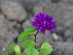 Zoom in img_3204.jpg