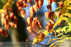 Zoom in img_1130_1_1.jpg