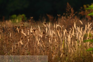 Zoom in img_0002_1.jpg