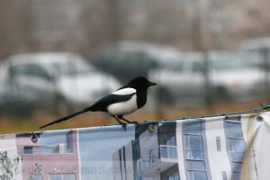 Zoom in img_7203_1.jpg