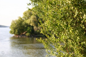 Zoom in IMG_2890_1.JPG