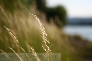 Zoom in IMG_2866_1.JPG